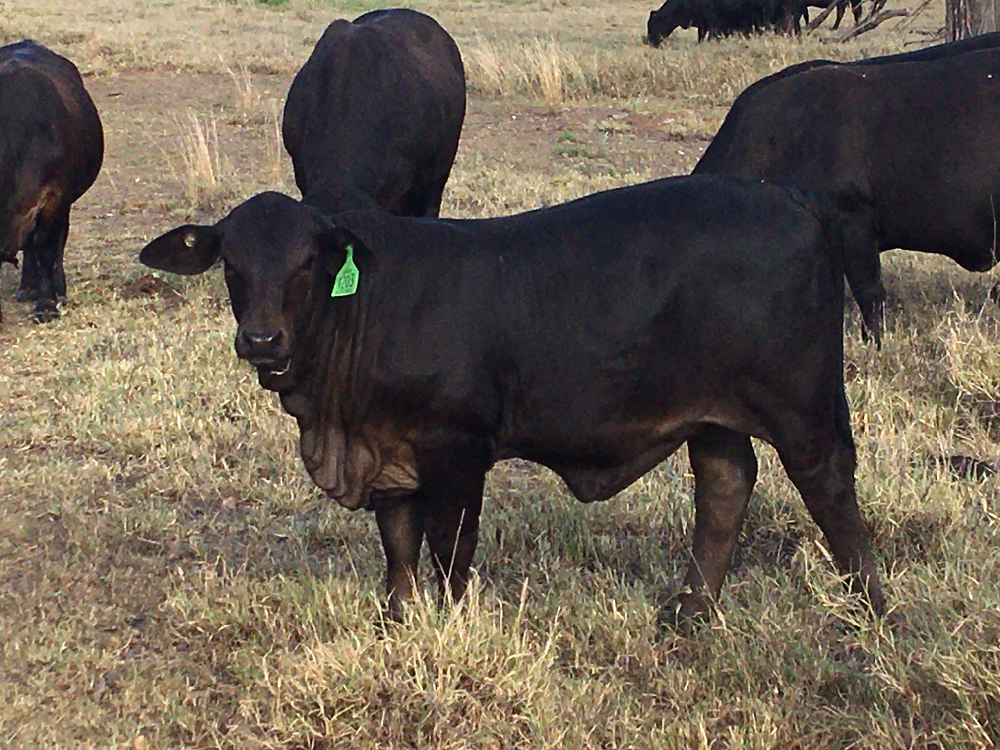 Elara BN 1203 at 6 mths